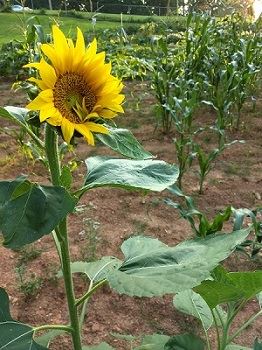 Sunflower at the Tabernacle Community Garden